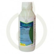 Calypso